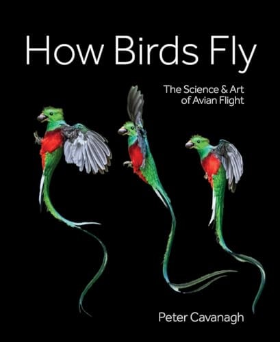 How Birds Fly