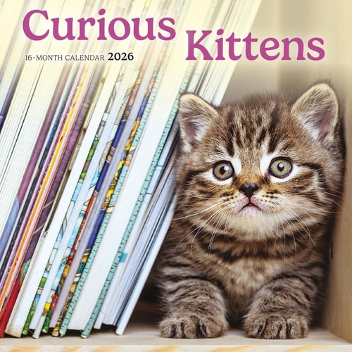 Curious Kittens: 7x7 Mini