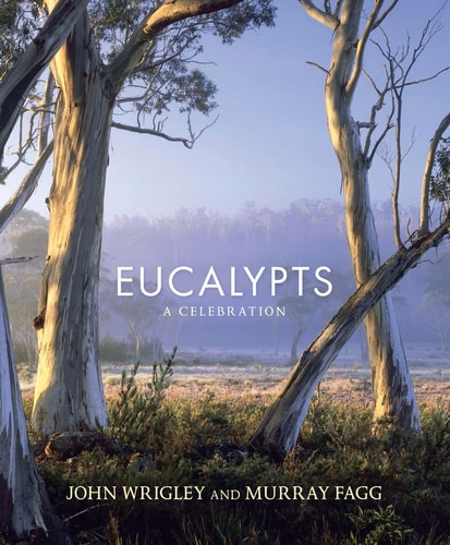 Eucalypts