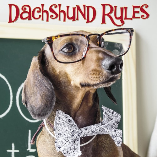Dachshund Rules 2026 12 X 12 Wall Calendar