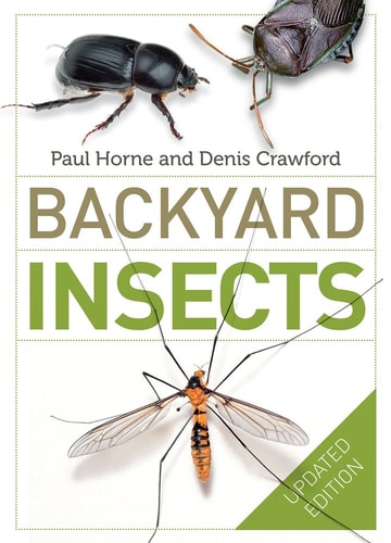 Backyard Insects
