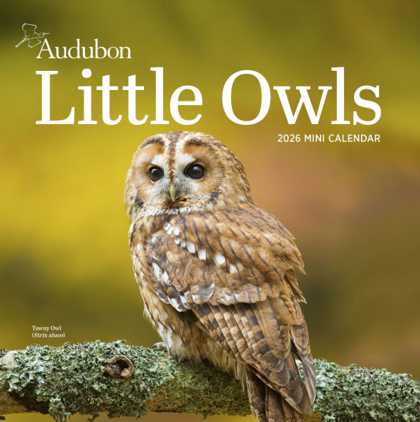 Audubon Little Owls Mini Wall Calendar 2026