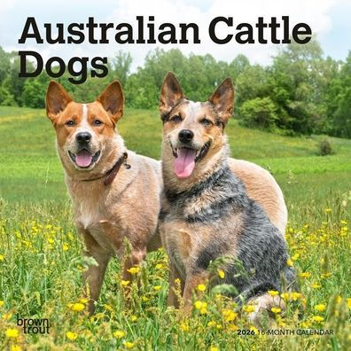 Australian Cattle Dogs 2026 7 X 14 Inch (Hanging) Monthly Mini Wall Calendar